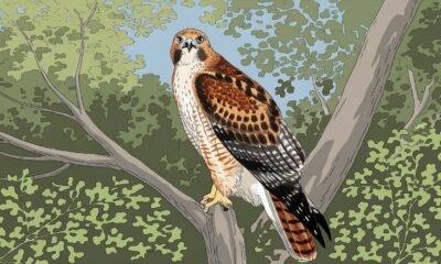 Charley Harper Artist