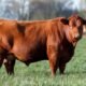 Red Angus cow